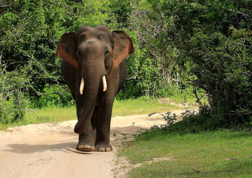 Kulu Safaris Hotel ยาลา ภายนอก รูปภาพ