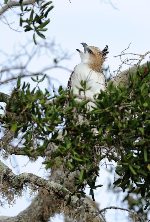 Kulu Safaris Hotel ยาลา ภายนอก รูปภาพ