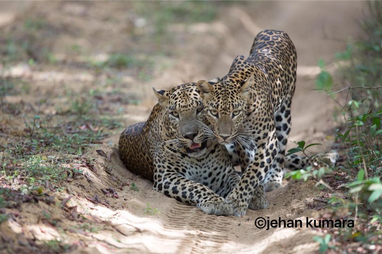 Kulu Safaris Hotel ยาลา ภายนอก รูปภาพ